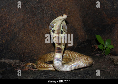 SPECTACLED COBRA. Naja Naja. Giftige, gemeinsame. Marol Polizei Camp, Andheri, Mumbai. Stockfoto