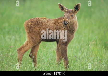 Elch - Kalb, stehend auf Wiese / Alces Alces Stockfoto