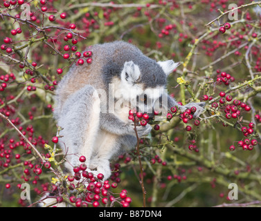 Ring-tailed Lemur Essen Beeren, in Gefangenschaft Stockfoto