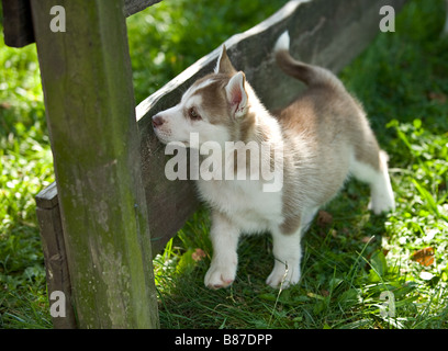 Siberian Husky Hund - Welpe am Zaun Stockfoto