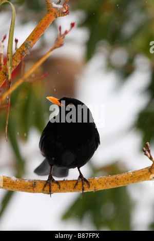 AMSEL Turdus Merula männlichen SITZSTANGEN ON Schnee bedeckt Zweig Stockfoto