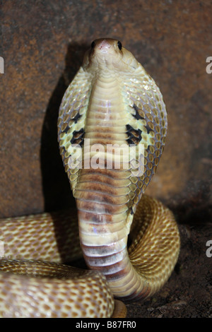 SPECTACLED COBRA. Naja Naja. Giftige, gemeinsame. Marol Polizei Camp, Andheri, Mumbai. Stockfoto