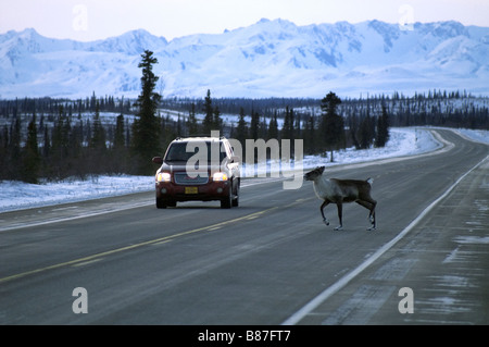 Caribou kreuzt die Straße vor Fahrzeug Denali Alaska Nordamerika Vereinigte Staaten von Amerika Stockfoto