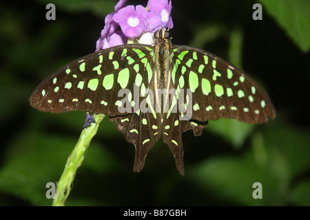 Tailed Jay auf Jamaican Blue Spike Blumen Graphium Agamemnon Marol, Andheri, Mumbai. Papilionidae: Schwalbenschwänze Stockfoto