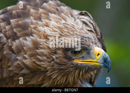 Cose, der ein Steppenadler Aquila nipalensis Stockfoto