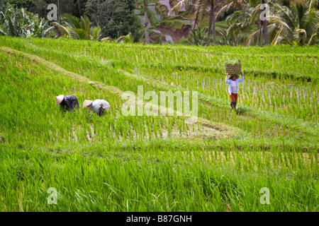 Frauen arbeiten in Reis Terrassen Bali Indonesien Stockfoto