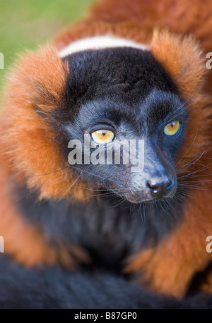 Roten Ruffed Lemur in Gefangenschaft Stockfoto