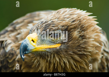 Cose, der ein Steppenadler Aquila nipalensis Stockfoto