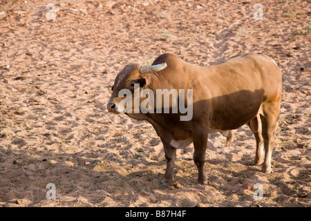 Rinderzucht in Arizona, USA Stockfoto