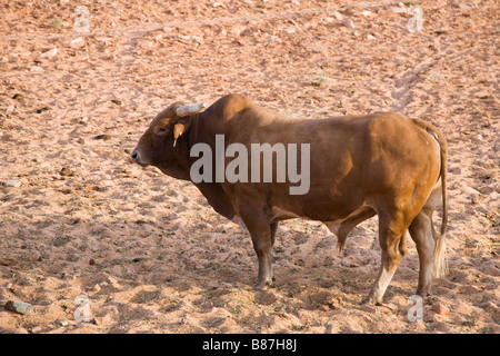 Rinderzucht in Arizona, USA Stockfoto