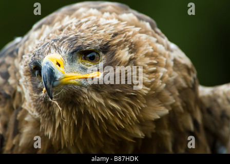 Cose, der ein Steppenadler Aquila nipalensis Stockfoto