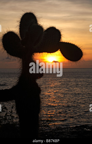 Silhouette der riesigen droopy Feigenkakteen gegen die untergehende Sonne am Dragon Hill, Isla Santa Cruz, Galapagos, Ecuador im September Stockfoto