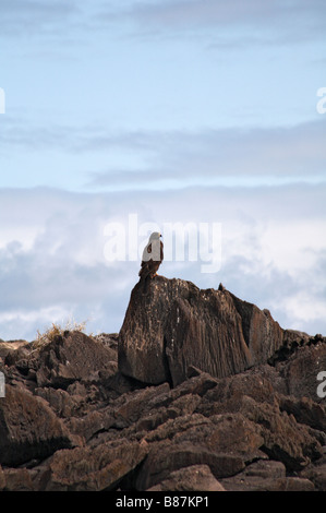 Galapagos Falke, Buteo galapagoensis, sitzen auf den Felsen an der Punta Suarez, Espanola Island, Galapagos, Ecuador im September Stockfoto