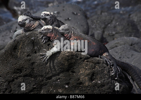 Gruppe von Galapagos Meeresechsen, Amblyrhynchus cristatus venustissimus, Sat auf schwarzem Lavagestein in Punta Suarez, Espanola Island, Galapagos Inseln Stockfoto