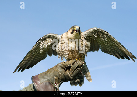 Wanderfalke (Falco peregrinus), für die Jagd verwendet, auf Falknerhandschuh gesetzt. Deutschland Stockfoto