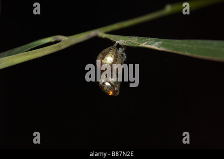 Puppe des gemeinsamen Krähe Schmetterling, Euploea Core Aarey Milch Kolonie, Mumbai. Stockfoto