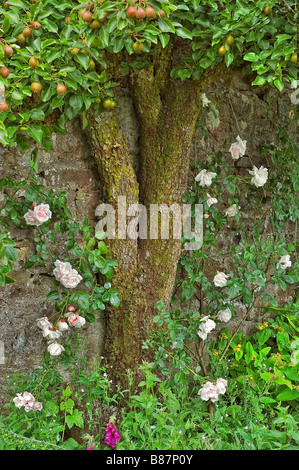 Birnbaum in einem ummauerten Garten mit Rosen Stockfoto