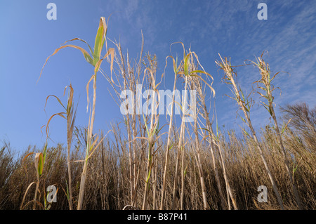 Pfahlrohr (Arundo Donax) Feld. El Saler. Comunidad Valenciana. Spanien Stockfoto