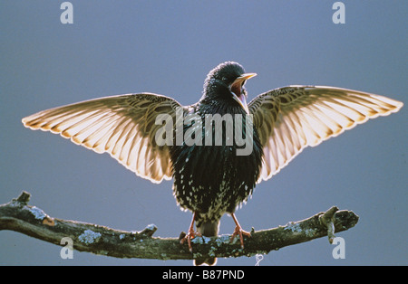 Starling - stehend auf AST / Sturnus Vulgaris Stockfoto