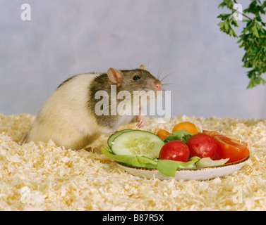 Haus-Ratte bei Fütterung Schüssel mit Gemüse Stockfoto