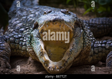 Krokodil mit seinen scharfen Zähnen Stockfoto