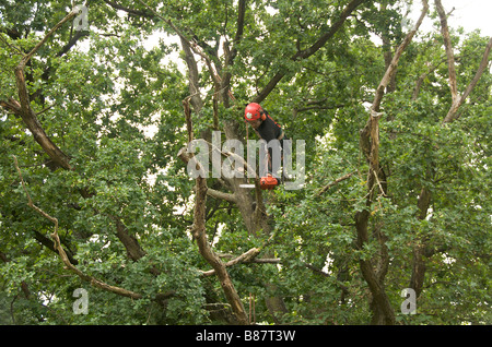 Mann Beschneiden eines Baumes mit einer Kettensäge Stockfoto