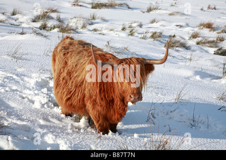 Ein Highland Kuh in einem schneebedeckten Feld in Meltham Moor, West Yorkshire, Peak District National Park, England, UK. Stockfoto