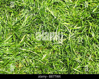 Grass Stockfoto