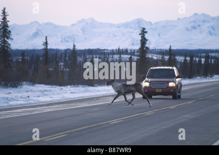 Caribou kreuzt die Straße vor Fahrzeug Denali Alaska Nordamerika Vereinigte Staaten von Amerika Stockfoto