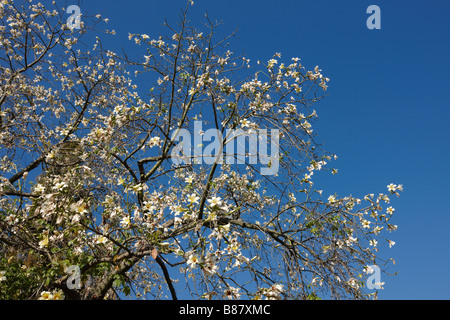 Weiße Zahnseide Silk Baum in voller Blüte. Los Angeles County Arboretum und Botanischer Garten, Los Angeles, Kalifornien, USA. Stockfoto