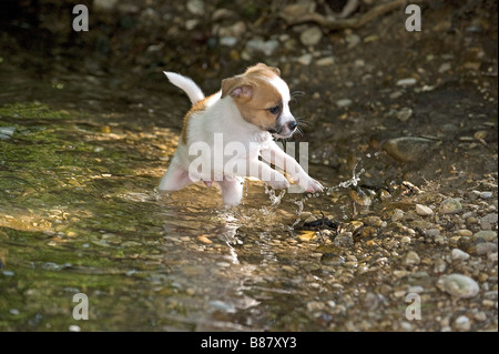 halbe Rasse Hund Welpe im Wasser Stockfoto