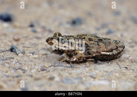 Grasfrosch Petersilie / Pelodytes Punctatus Stockfoto