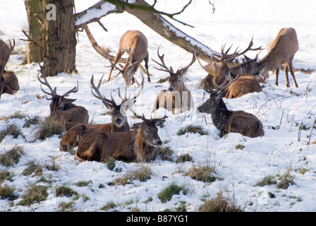 Rote Hirsche Stockfoto