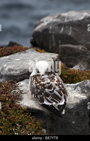 Unreife Schlucken tailed Gull, Larus furcatus, setzte sich auf den Felsen an der South Plaza Islet, Galapagos, Ecuador im September Stockfoto