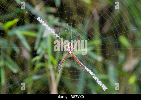 Reife weibliche Wespenspinne Appensa Spinne in der Mitte eines Webs Stockfoto