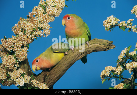 Pfirsich-faced zwei Turteltauben - auf AST / Agapornis Roseicollis Stockfoto