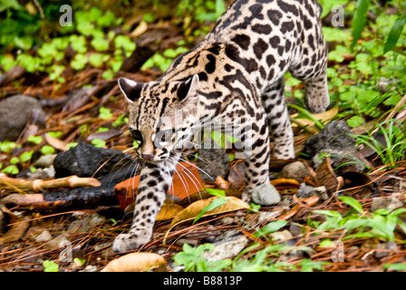 Tigerkatze oder Tiger Katze (pardalis Tigrinus) in Costa Rica Stockfoto
