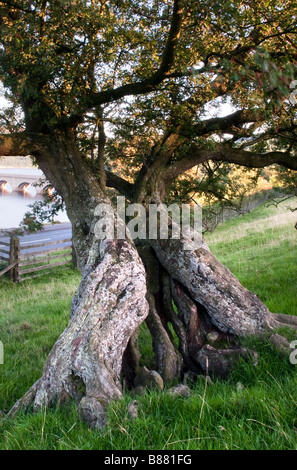 Im Alter von Weißdorn Baum mit Algen bedeckt Stockfoto