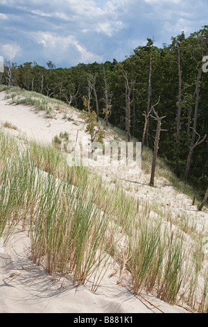 Lacka Gora Dünen bewegen Vorder-umstoßen und begrub Wald von Bäumen Slowinski Nationalpark Leba Polen Stockfoto