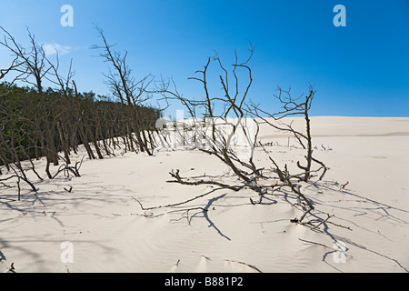 Lacka Gora Dünen bewegen, vordere umstoßen Wald von Bäumen (dieses Foto ist nicht auf einer Neigung) Slowinski-Nationalpark Leba Polen Stockfoto