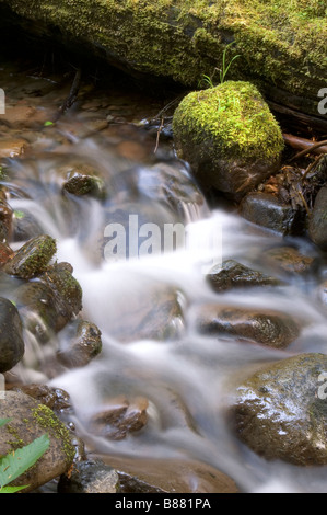 Lewis River Gilford Pinchot National Forest Lewis County zurück Land fließenden Wasserstrom mit Green Moss Skamania County Stockfoto