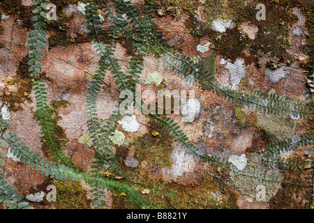 Kletterpflanze auf einen Strebepfeiler Wurzel eines Baumes Regenwald Stockfoto
