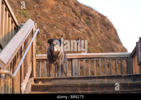 Große Black und White Canine Dog Wolfhound Lab auf dem Land geht die Schritte am Oregon Strand nach einem Sprung Stockfoto