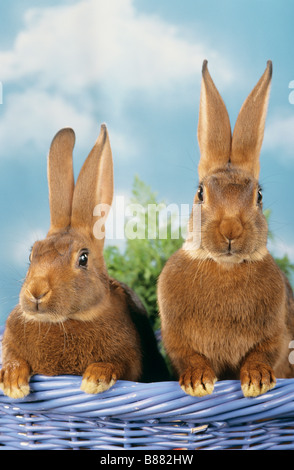 zwei Kaninchen in Korb Stockfoto