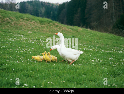Hausgans (Anser anser domesticus). Eltern mit Gänsehaut auf einer Wiese Stockfoto