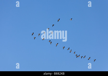 Pink-footed Gans Anser Brachyrhynchus Herde im Flug in v-Formation vor blauem Himmel Stockfoto