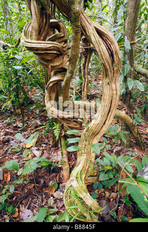 Gewirr von Lianen in den Regenwald Unterwuchs, Peru Stockfoto