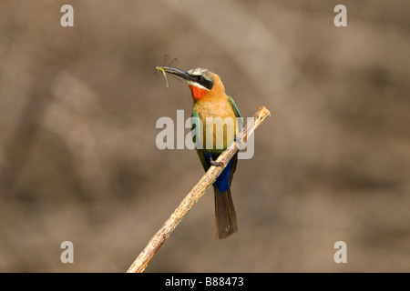 White-fronted Bienenfresser fangen gelbe Libelle, Okavango Panhandle, Botswana Stockfoto
