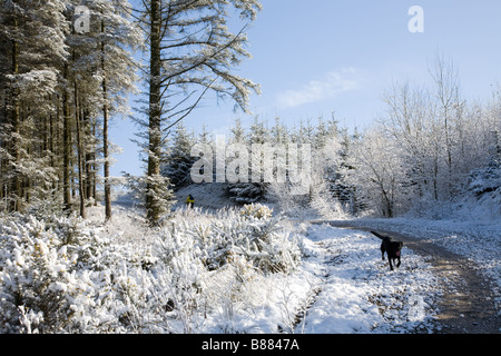 Ein Hund in einem verschneiten Wald in Macclesfield Stockfoto