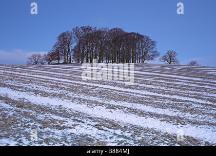 Wäldchen von Bäumen auf einem Hügel im Winterschnee in der Nähe von Malham Yorkshire Dales U.K Stockfoto